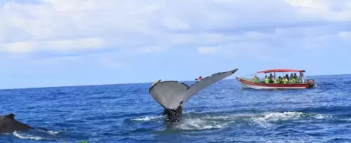 Avistamiento de Ballenas Ecohotel La Joviseña <br>Nuquí - 2026