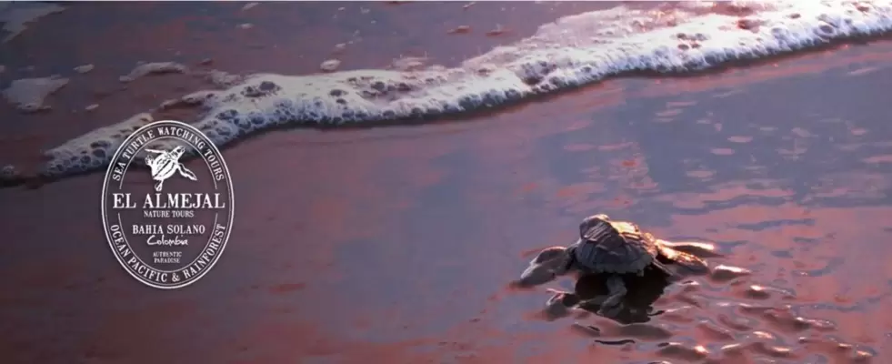 Liberación de Tortugas Bahía Solano 2025