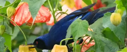 Avistamiento de aves en el parque Arví